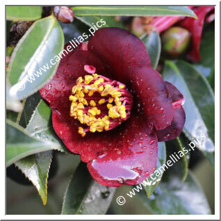 Camellia Hybrid 'Black Opal '