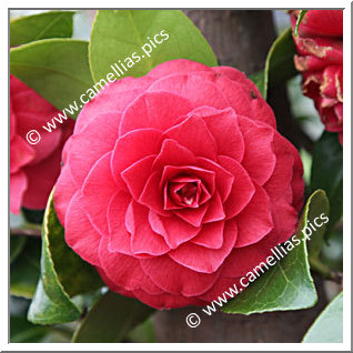 Camellia Japonica 'Black Tie'