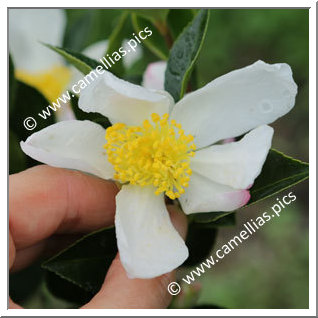 Camellia Sasanqua 'Blanchette'