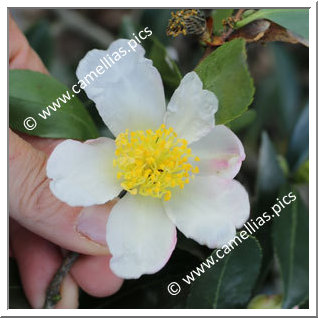 Camellia Sasanqua 'Blanchette'