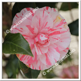 Camellia Japonica 'Blanda'