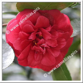 Camellia Japonica 'Blaze of Glory'