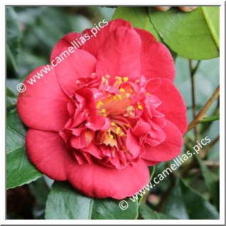 Camellia Japonica 'Bleunienn an Trev'