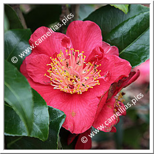 Camellia Japonica 'Bleunienn an Trev'