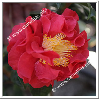 Camellia Japonica 'Blood of China'