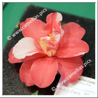 Camellia Japonica 'Steve Blount Variegated'