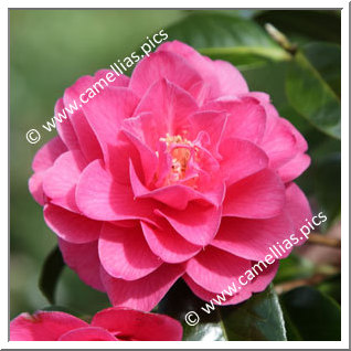 Camellia Hybride C.x williamsii 'Blue Danube'