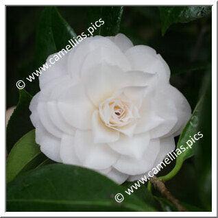 Camellia Japonica 'Blush Plena'
