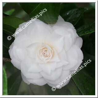 Camellia Japonica 'Blush Plena'