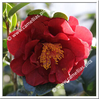 Camellia Japonica 'Bob Hope'