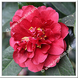 Camellia Japonica 'Bob Hope'