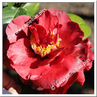 Camellia Japonica 'Bob Hope'