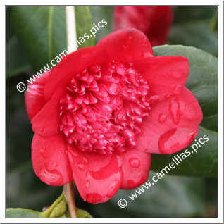 Camellia Japonica 'Bob's Tinsie'