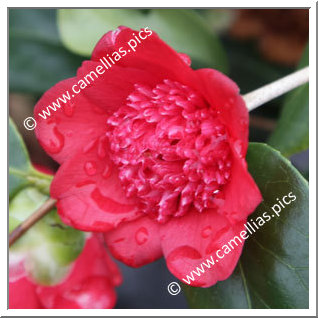 Camellia Japonica 'Bob's Tinsie'