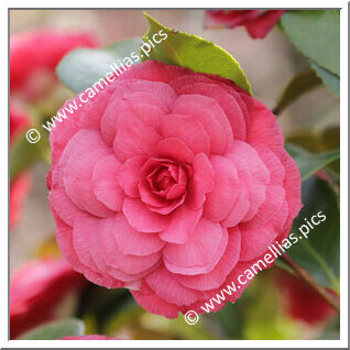 Camellia Japonica 'Bogliasco'