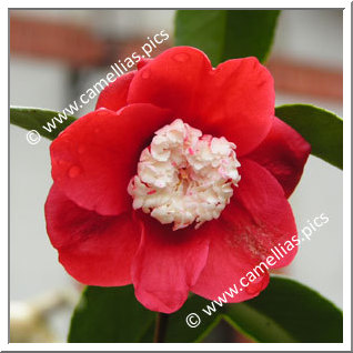 Camellia Japonica 'Bokuhan'