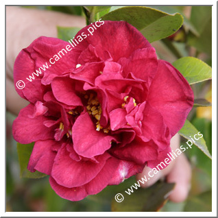 Camellia Japonica 'Bolongara'