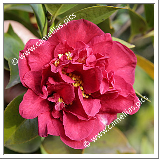 Camellia Japonica 'Bolongara'