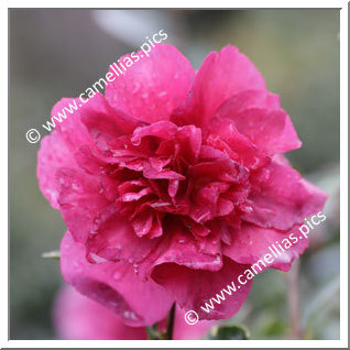 Camellia Sasanqua 'Bonanza'