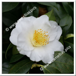 Camellia Japonica 'Bonchamps'