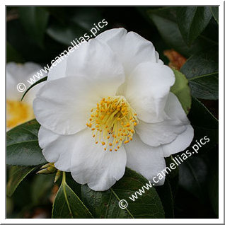 Camellia Japonica 'Bonchamps'