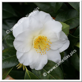 Camellia Japonica 'Bonchamps'