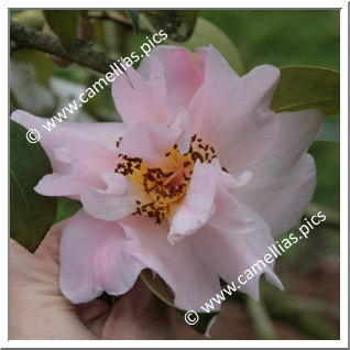 Camellia Hybrid 'Bonnie Marie'