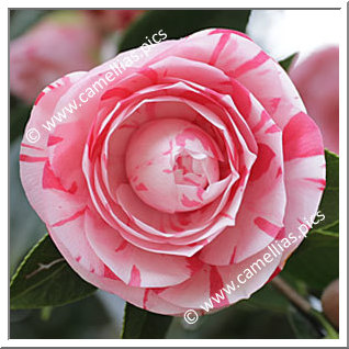 Camellia Japonica 'Bonomiana'