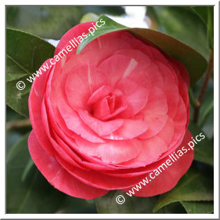 Camellia Japonica 'Bonomiana Rosea'