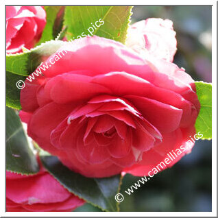 Camellia Japonica 'Bonomiana Rosea'