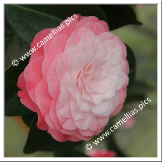 Camellia Japonica 'F.L.M. Principessa di Borbone'