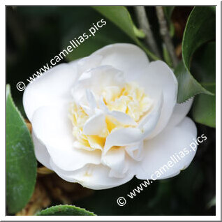 Camellia Japonica 'Botanyuki'