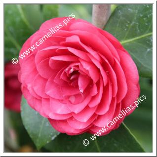Camellia Japonica 'Boutonniere'