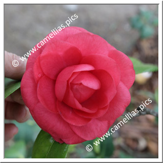 Camellia Japonica 'Boutonniere'