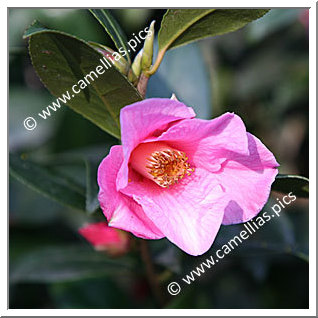 Camellia Hybrid C.x williamsii 'Bow Bells'