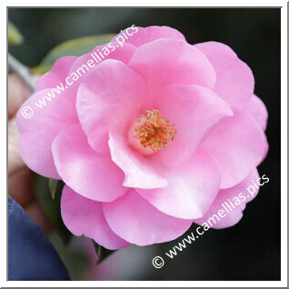 Camellia Hybrid C.x williamsii 'Bowen Bryant'