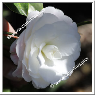 Camellia Hybride C.x williamsii 'Buttons'n Bows Cream'
