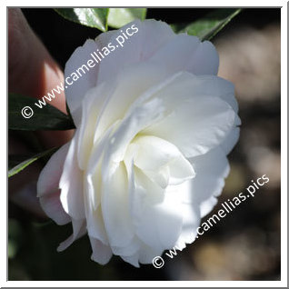 Camellia Hybride C.x williamsii 'Buttons'n Bows Cream'