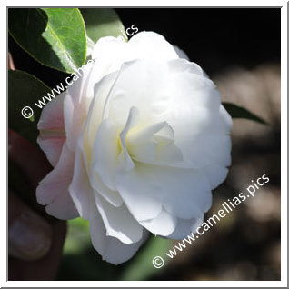 Camellia Hybride C.x williamsii 'Buttons'n Bows Cream'