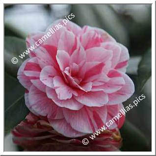 Camellia Japonica 'Breca'