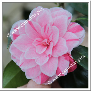 Camellia Japonica 'Breca'