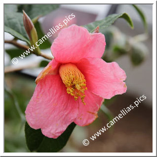 Camellia Botanique 'C. brevigyna'