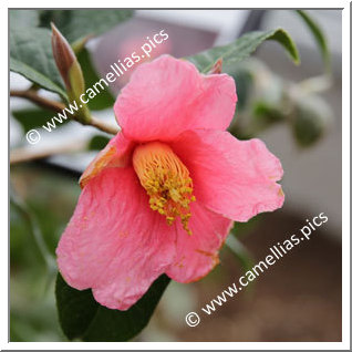 Camellia Botanique C. brevigyna