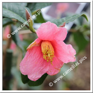 Camellia Botanique 'C. brevigyna'