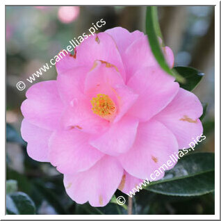 Camellia Hybrid 'Brian'