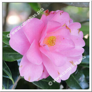 Camellia Hybrid 'Brian'