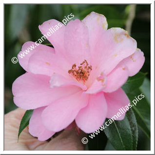 Camellia Hybrid 'Brian'