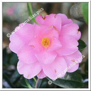 Camellia Hybride 'Brian'