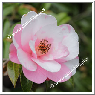 Camellia Hybrid 'Brian Variegated'