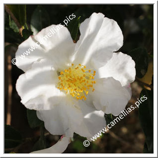 Camellia Sasanqua 'Briar'